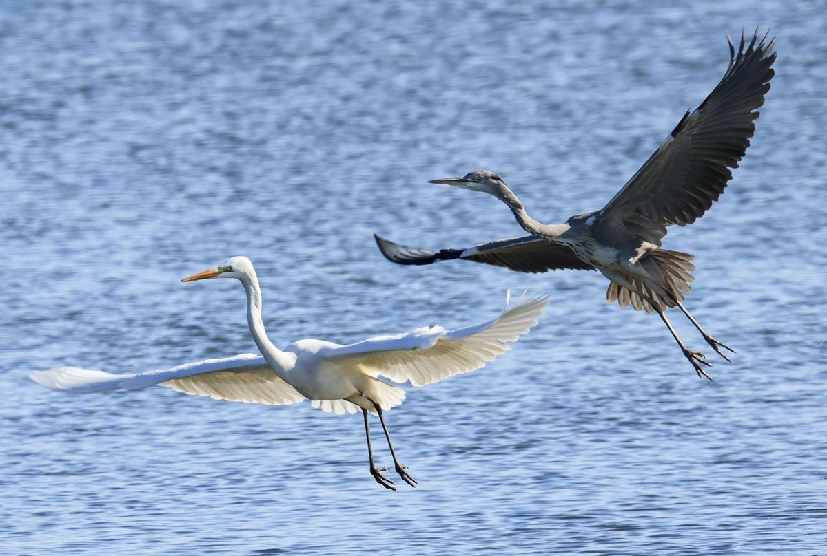 大白鹭争食之战