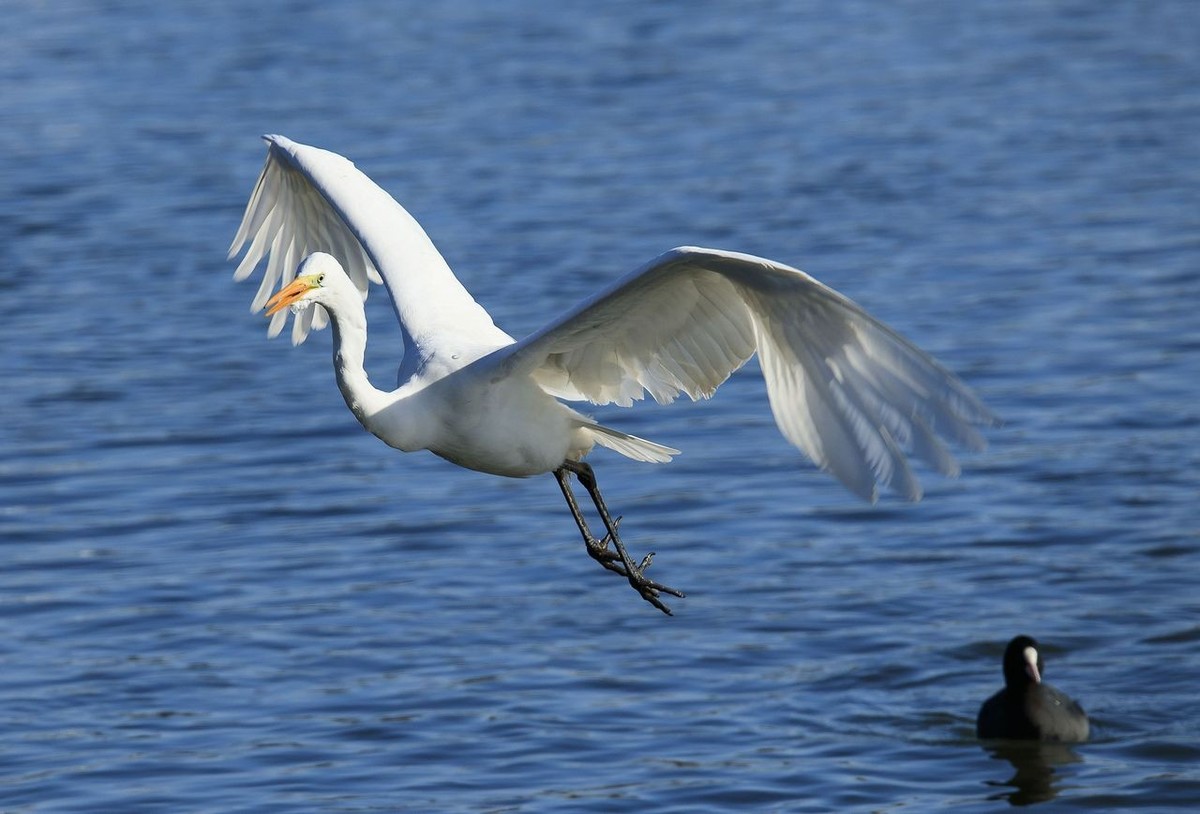 大白鹭争食之战
