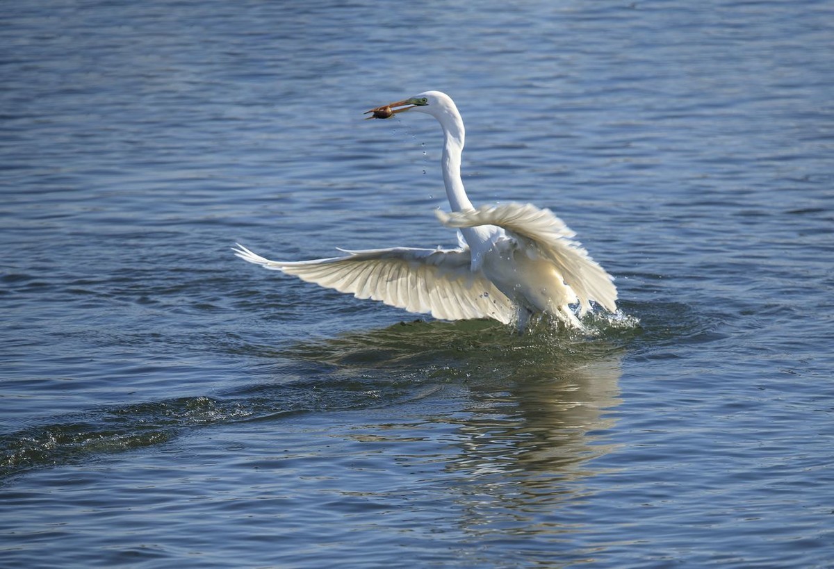 大白鹭争食之战