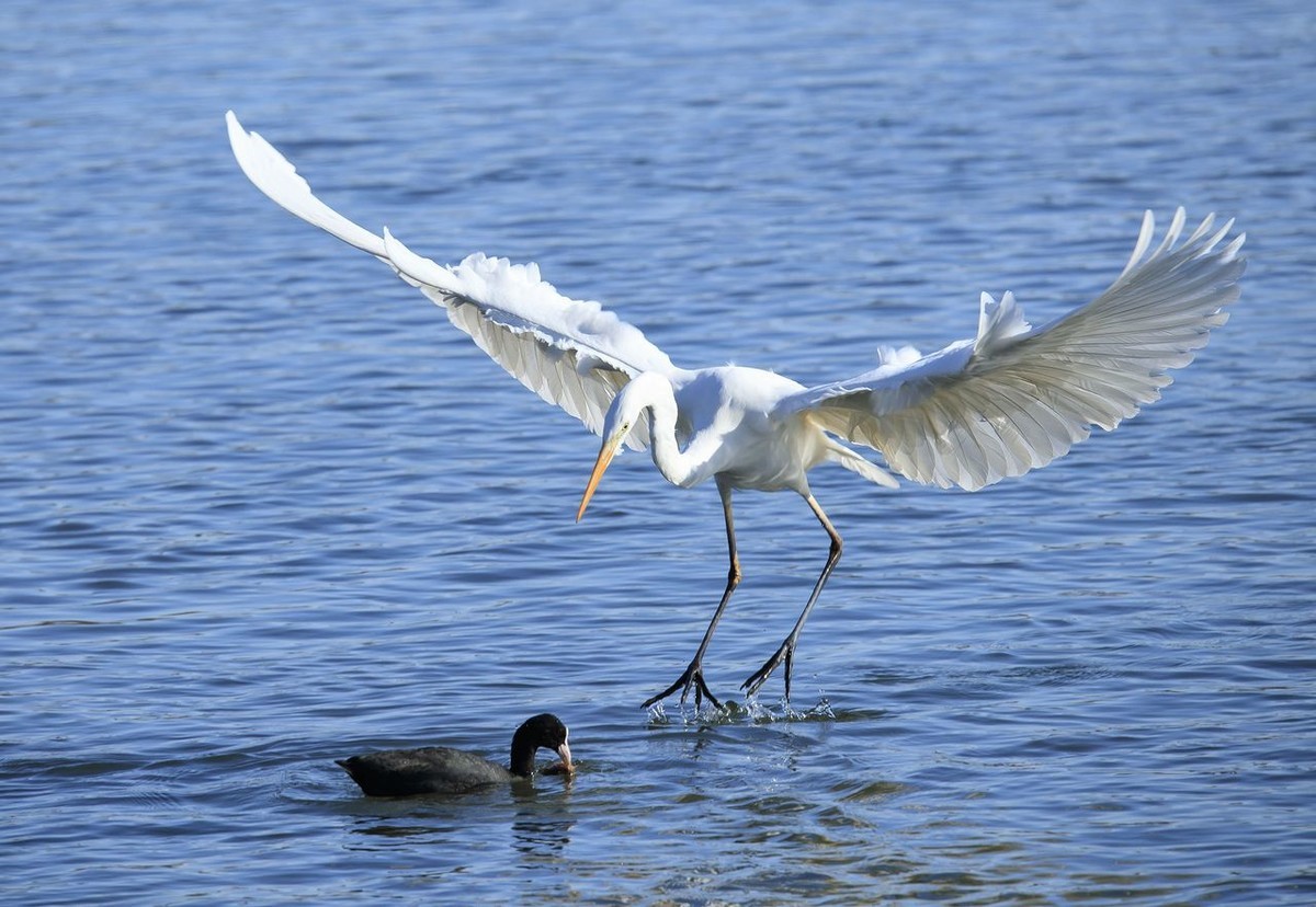 大白鹭争食之战