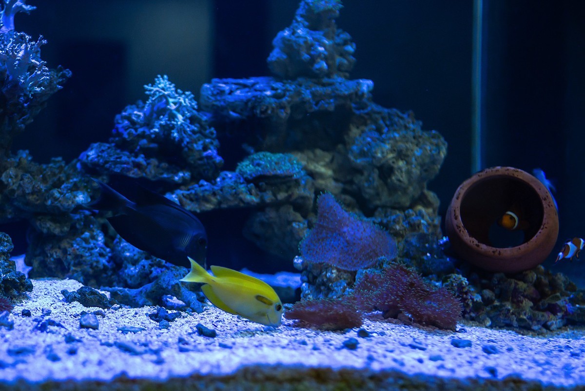 Lecia M240P+35mm/1.2VM ( 试机镜随拍 )