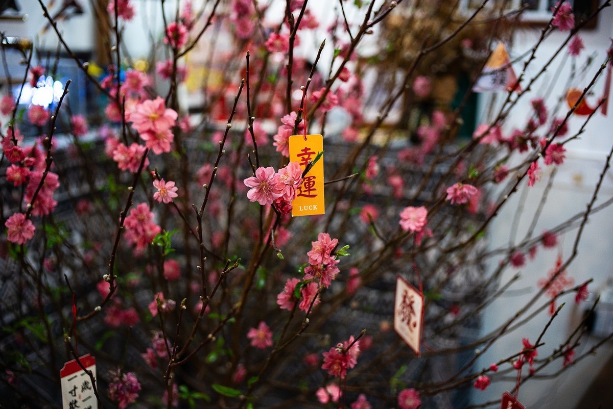 Lecia M240P+35mm/1.2VM ( 试机镜随拍 )