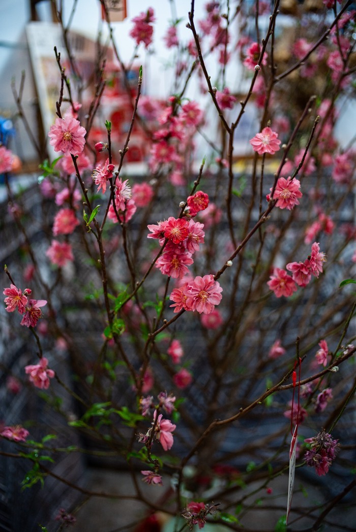 Lecia M240P+35mm/1.2VM ( 试机镜随拍 )