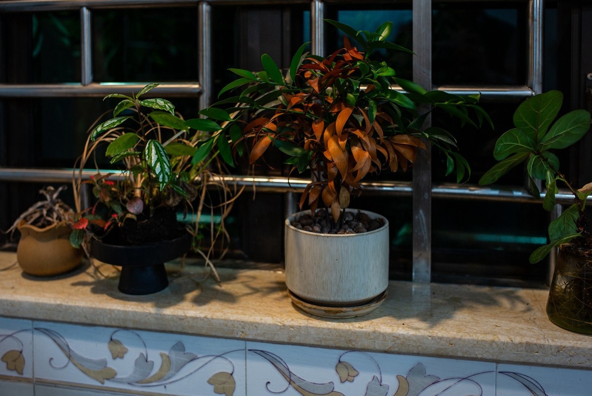 Lecia M240P+35mm/1.2VM ( 试机镜随拍 )