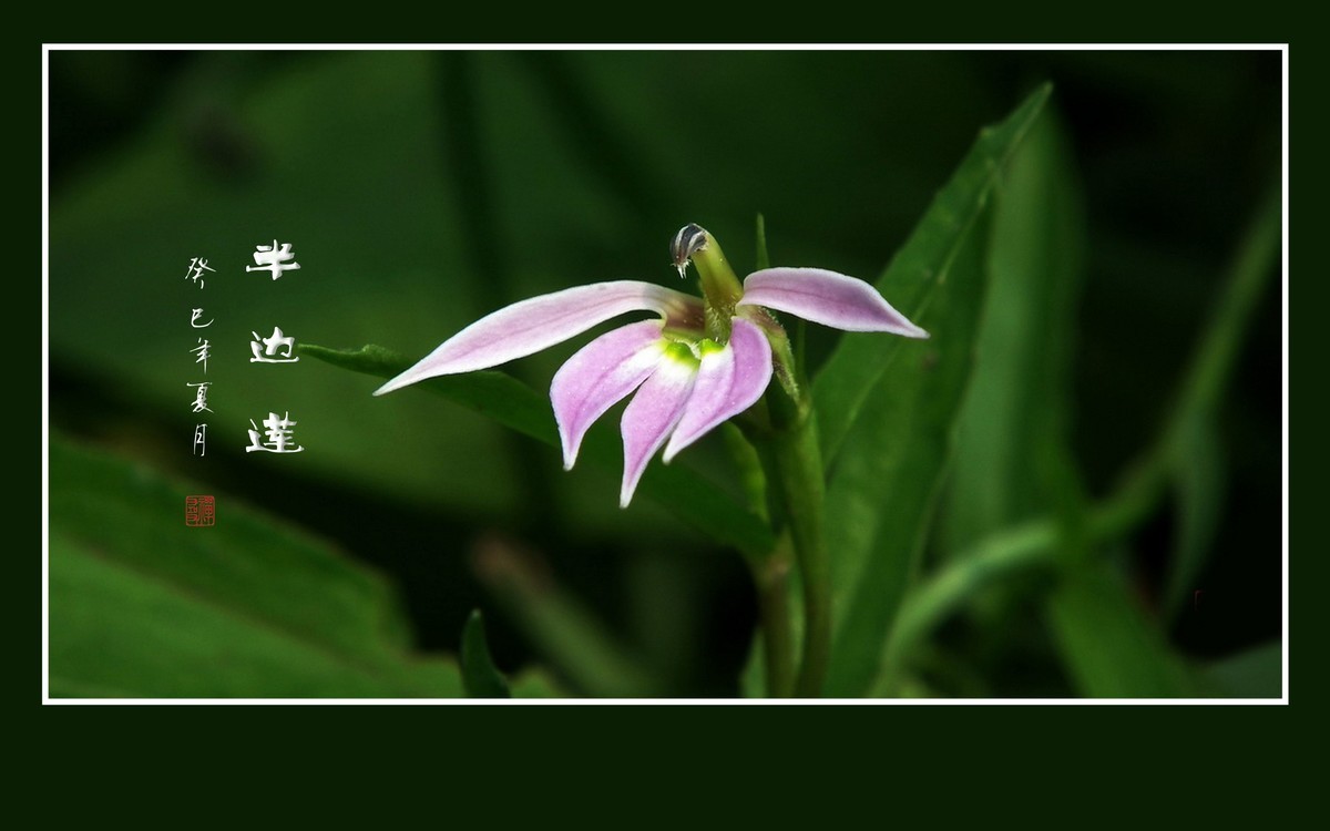 犹如佛掌纤纤手的半边莲