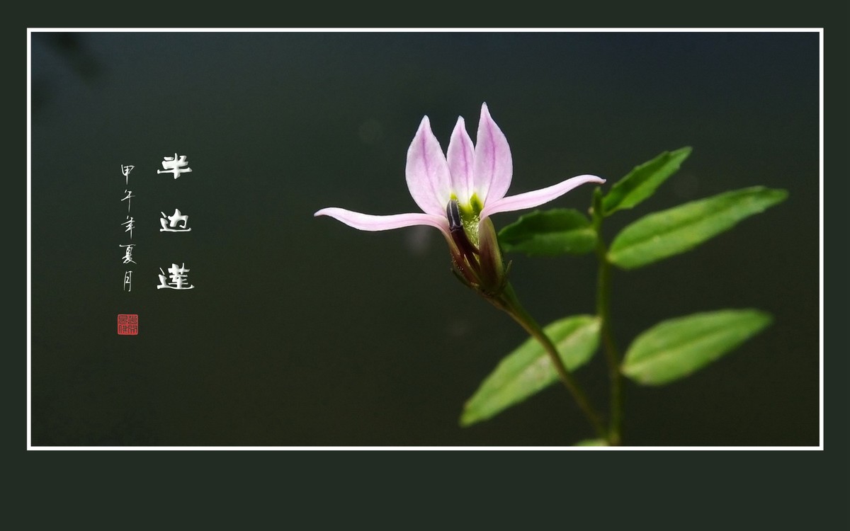 犹如佛掌纤纤手的半边莲