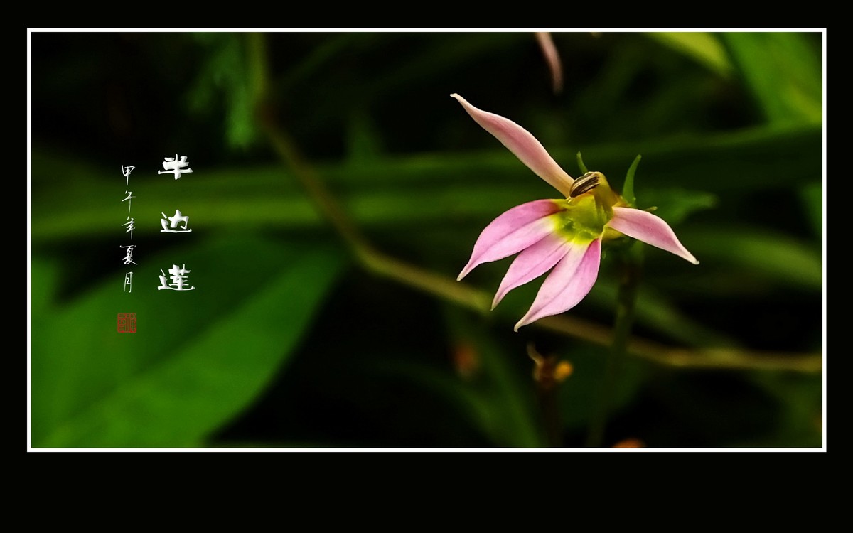 犹如佛掌纤纤手的半边莲