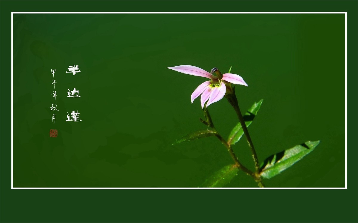 犹如佛掌纤纤手的半边莲