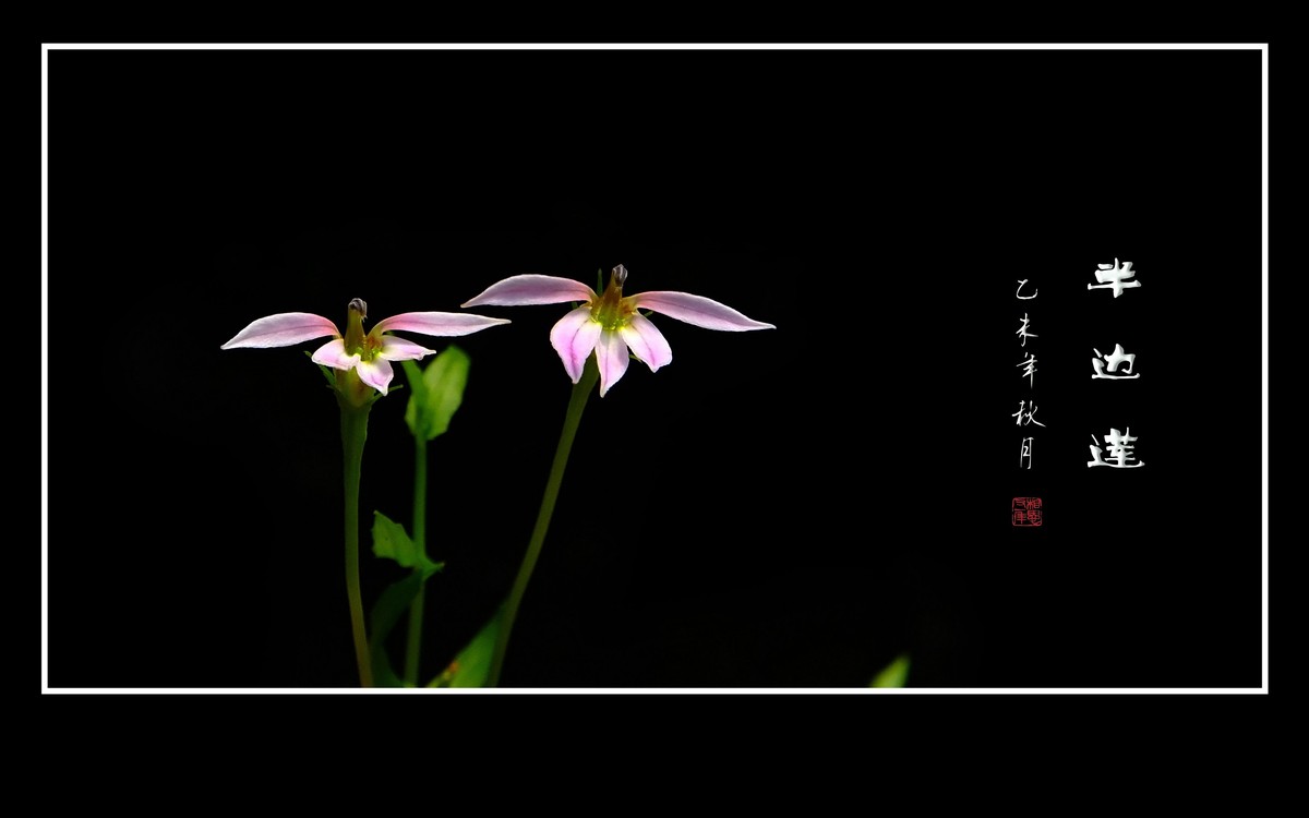 犹如佛掌纤纤手的半边莲