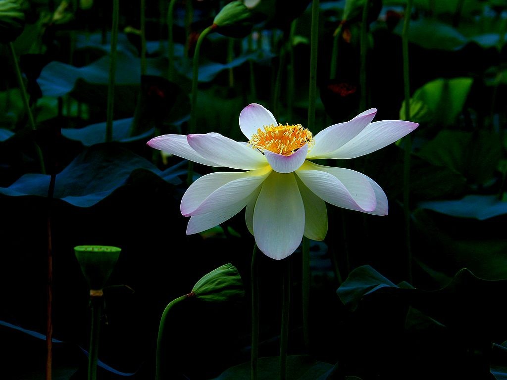 文峰公园荷花绽放=17