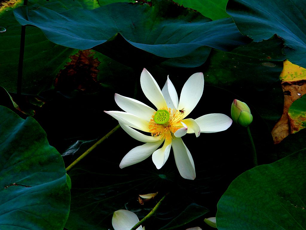 文峰公园荷花绽放=17