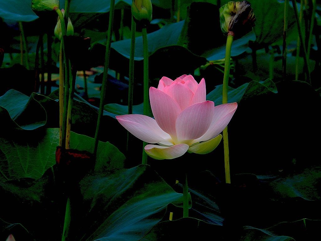 文峰公园荷花绽放=19