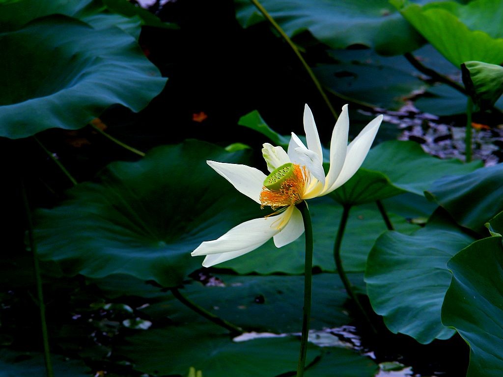 文峰公园荷花绽放=19