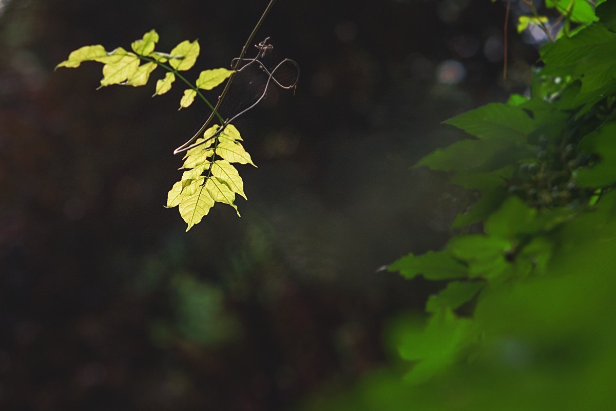 湖边的光影小品