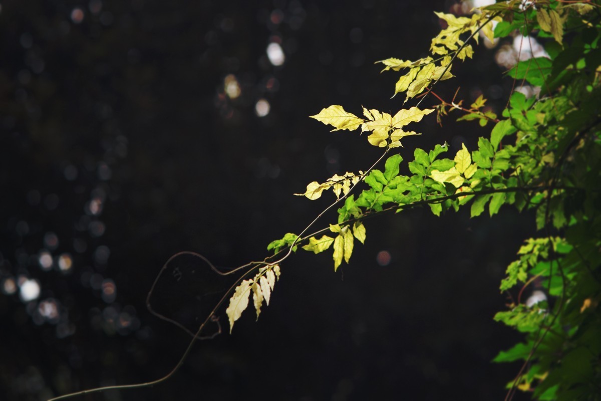 湖边的光影小品