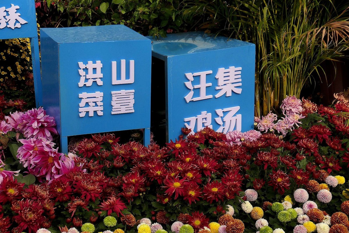 沙湖公园菊花展一