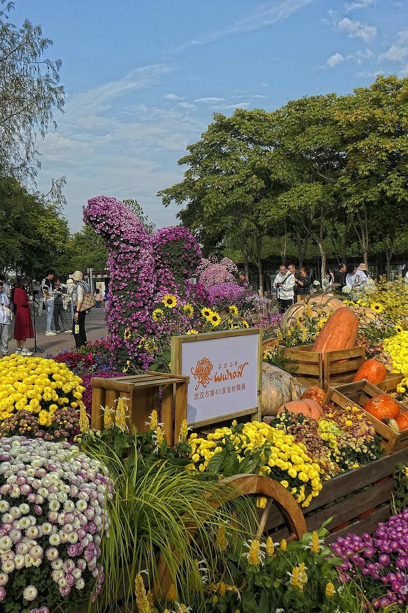 沙湖公园菊花展一