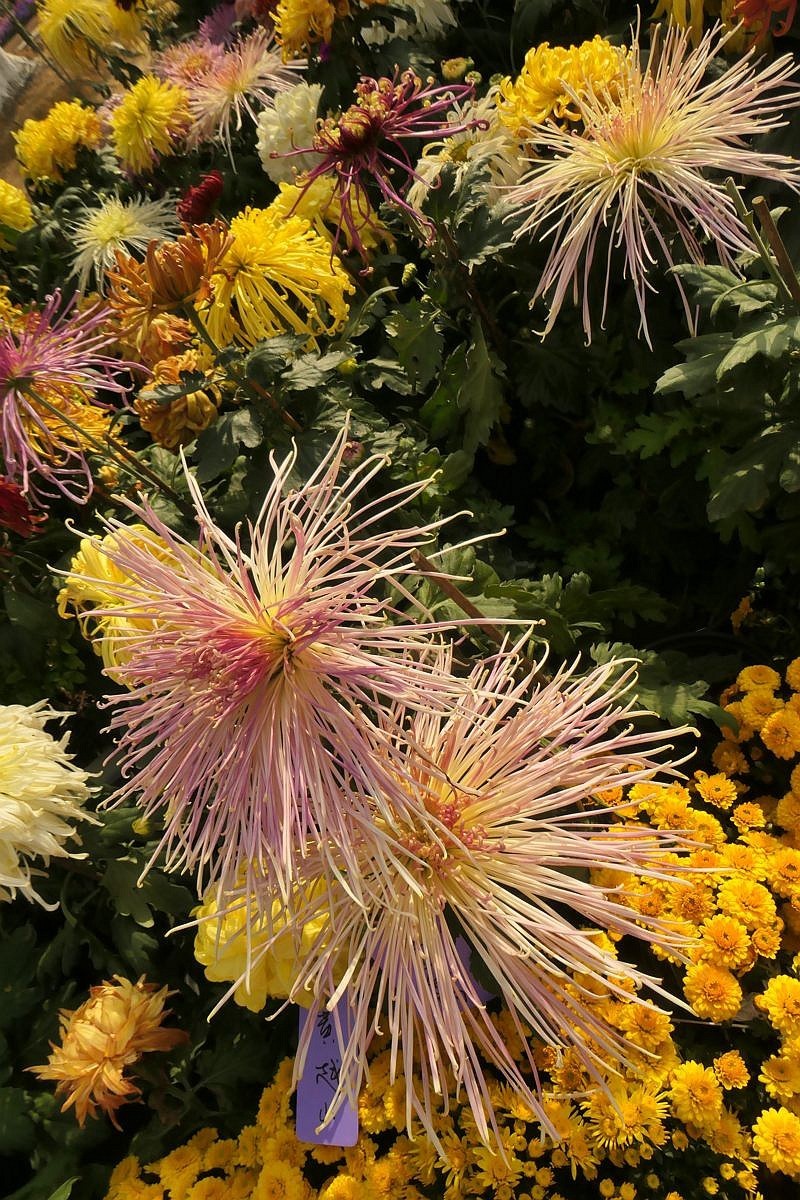 沙湖公园菊花展一