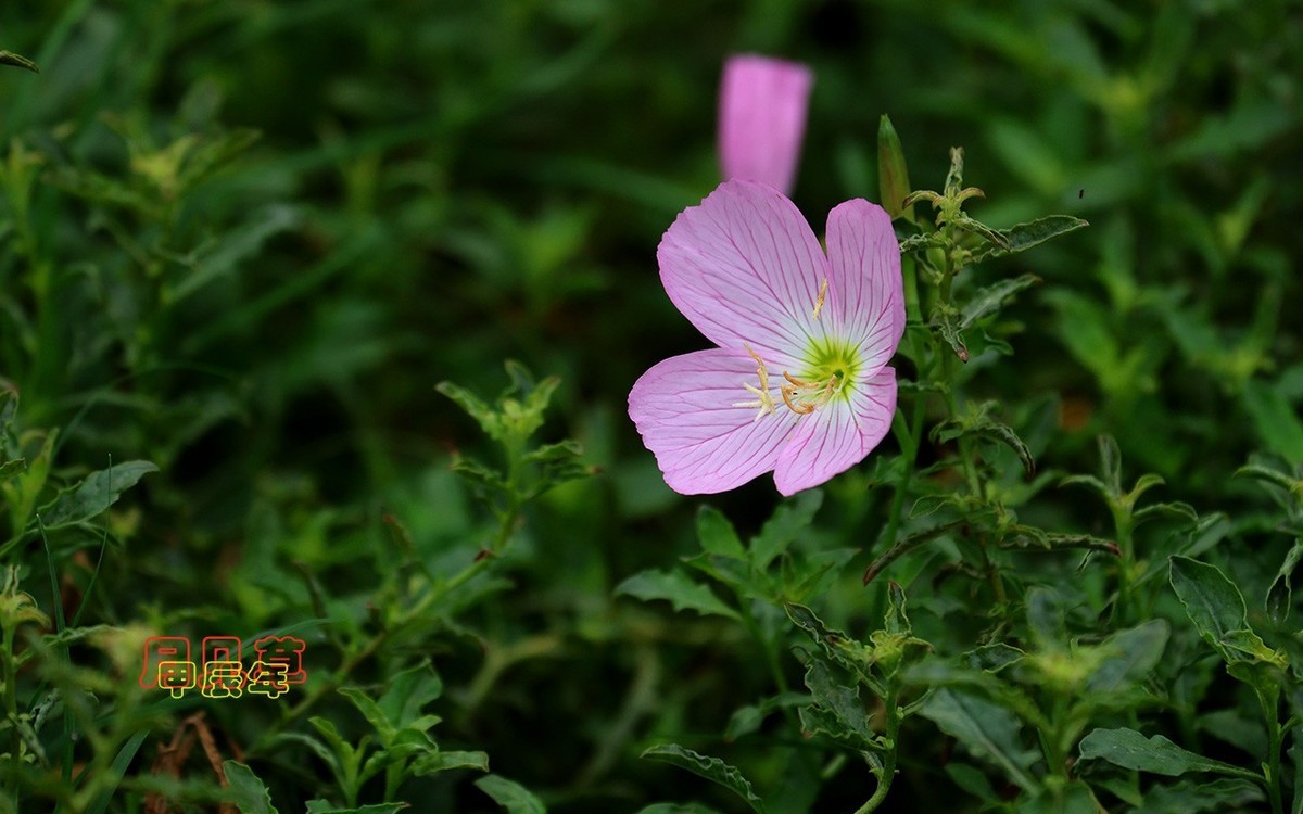 甲辰年月见草【2024-223】