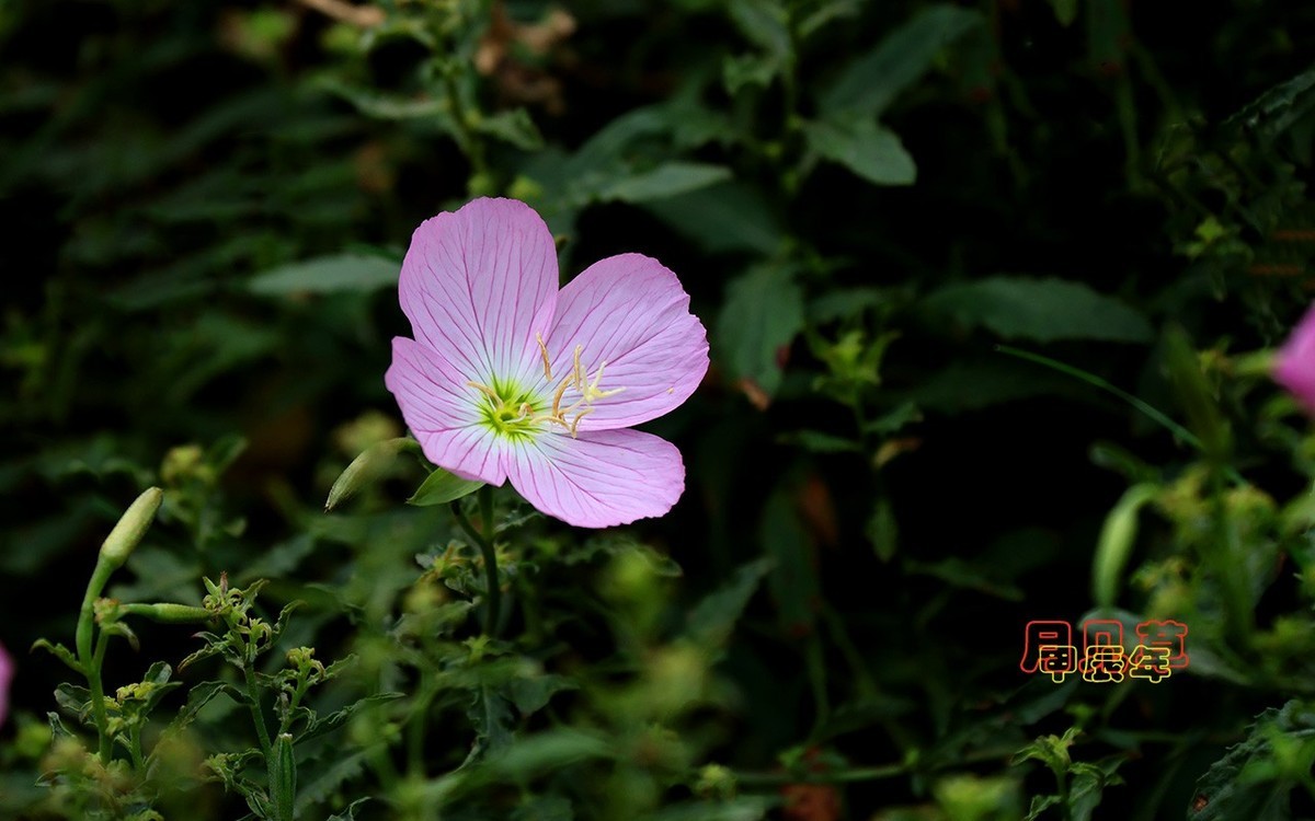 甲辰年月见草【2024-223】