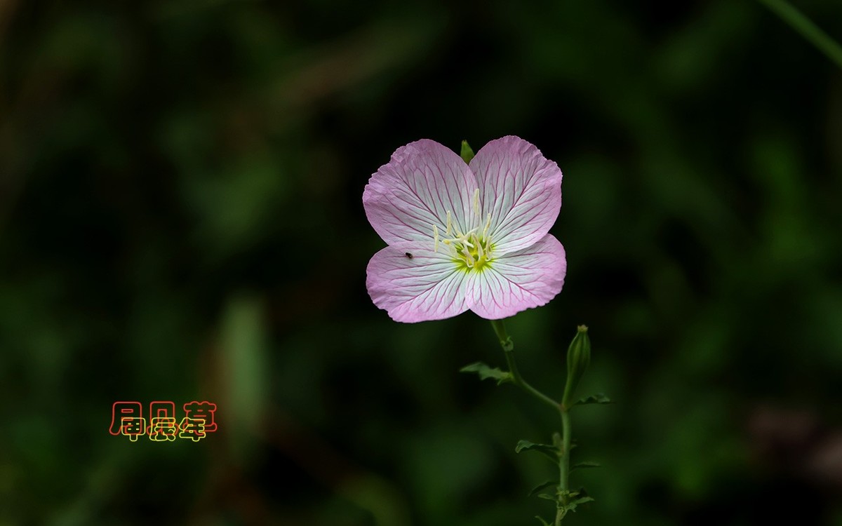 甲辰年月见草【2024-223】