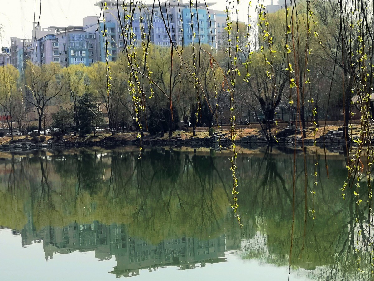 柳荫观柳....柳荫公园踏青随拍