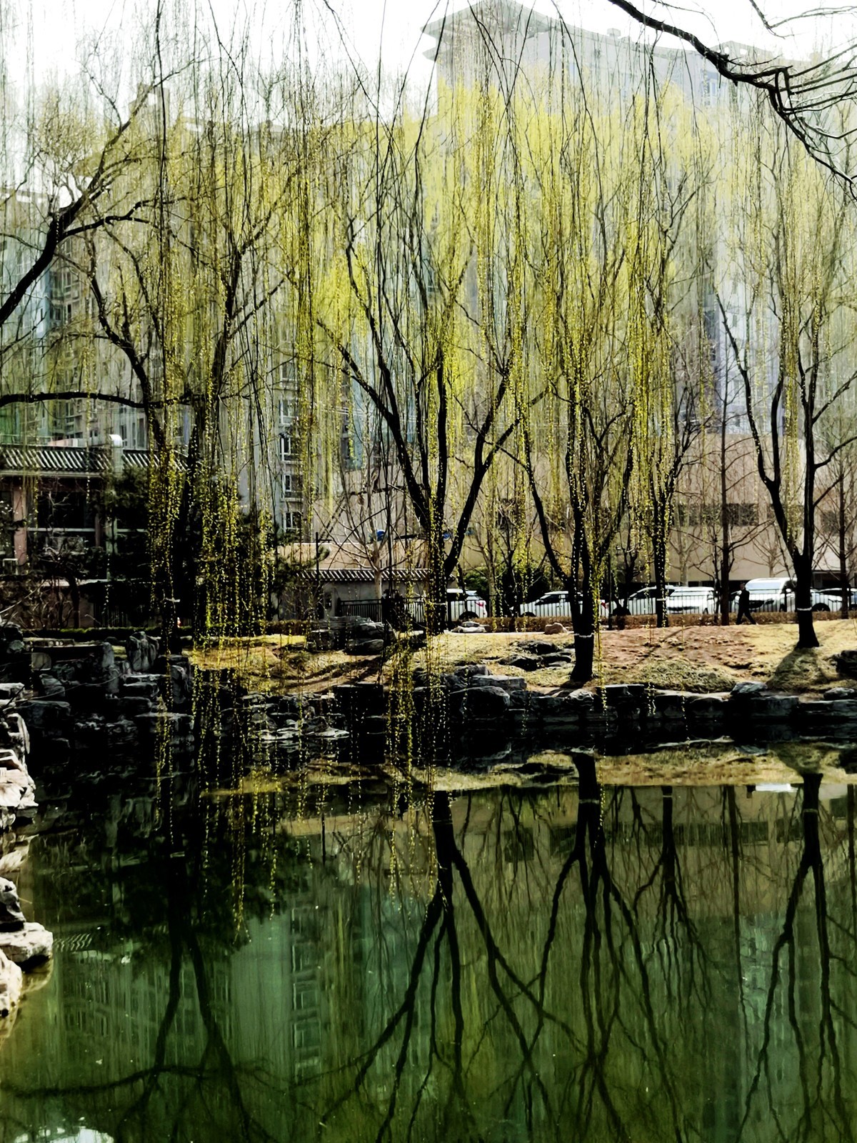 柳荫观柳....柳荫公园踏青随拍