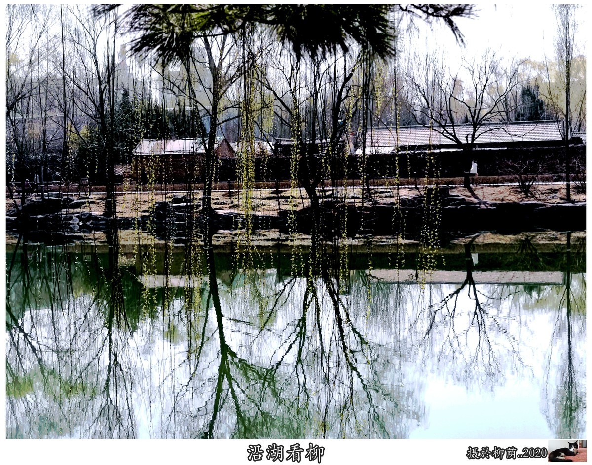 柳荫观柳....柳荫公园踏青随拍