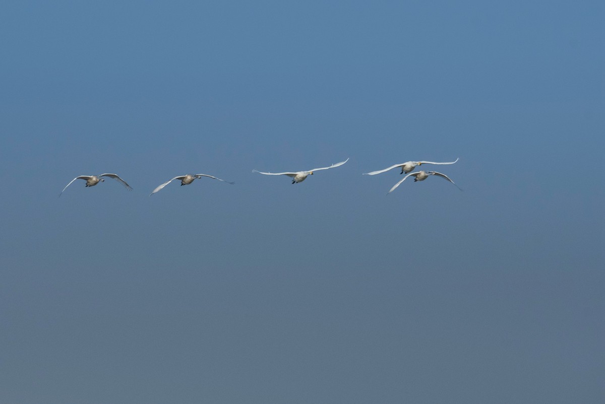 飞翔的大天鹅一