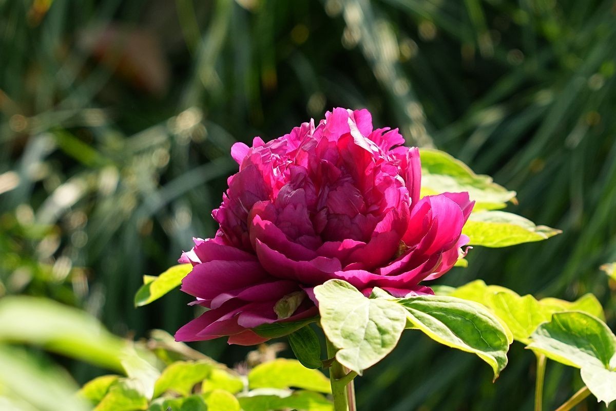 植物园的牡丹开了！