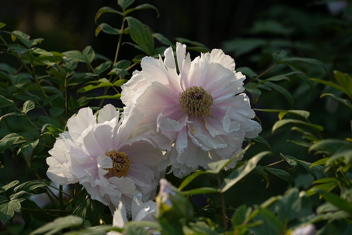 植物园的牡丹开了！
