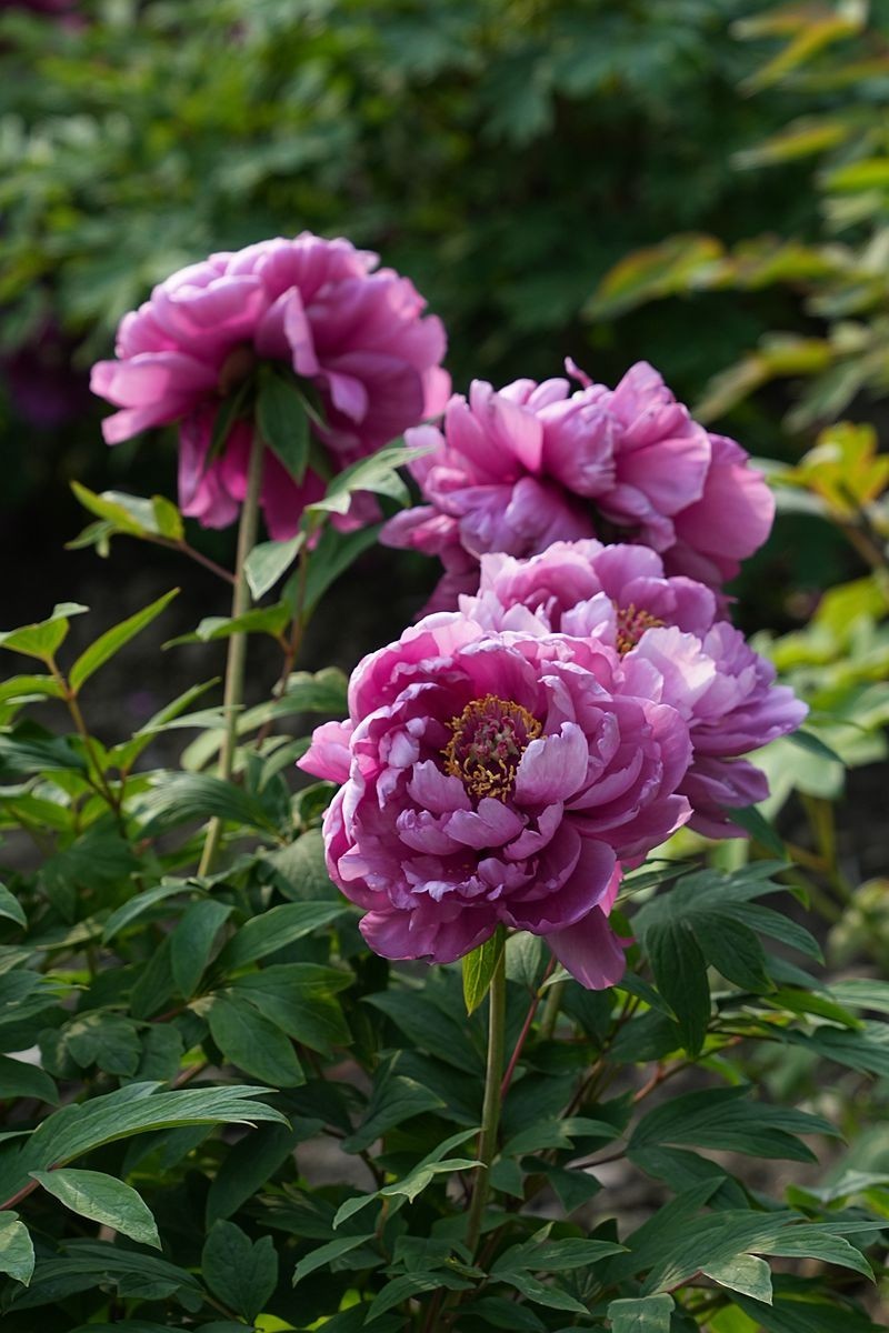 植物园的牡丹开了！