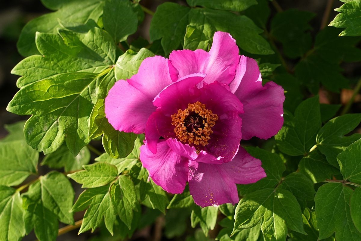 植物园的牡丹开了！