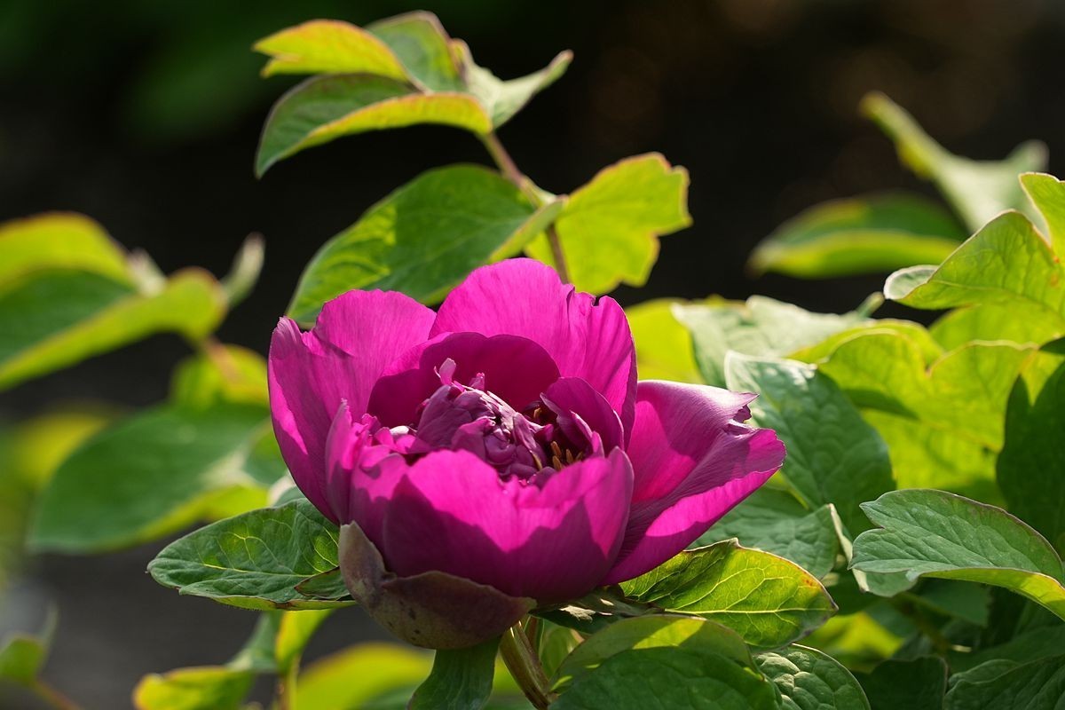 植物园的牡丹开了！