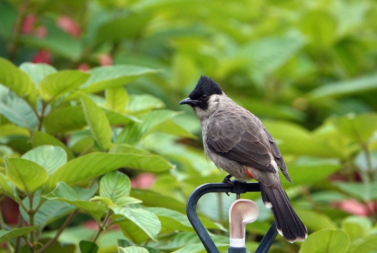 黑喉和白喉红臀鹎
