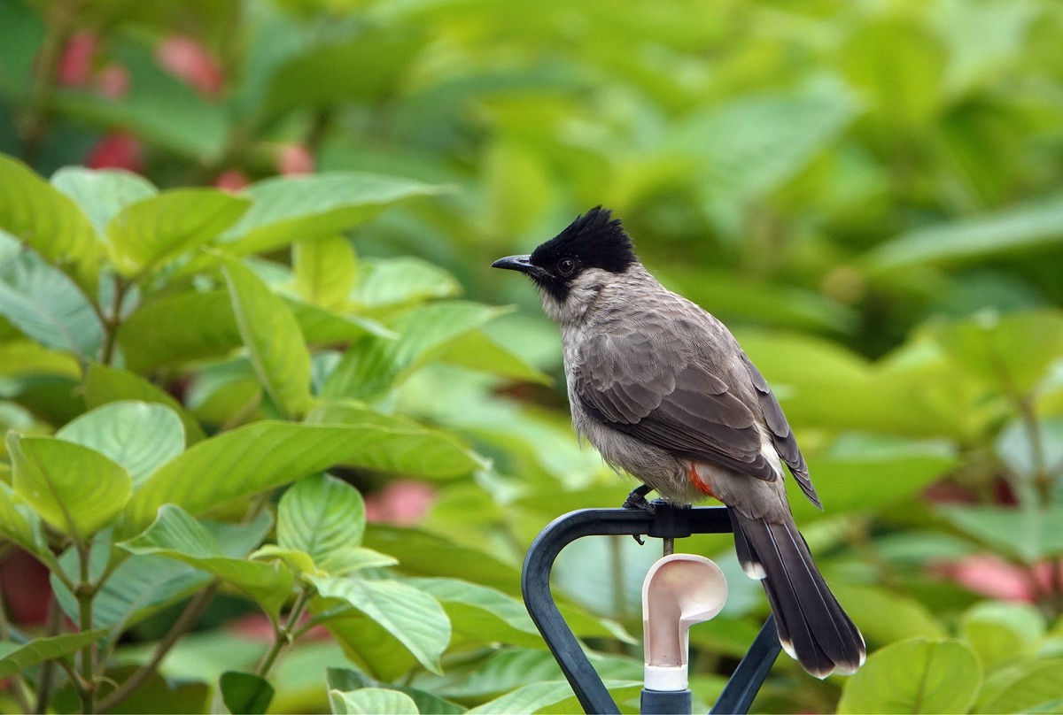 黑喉和白喉红臀鹎