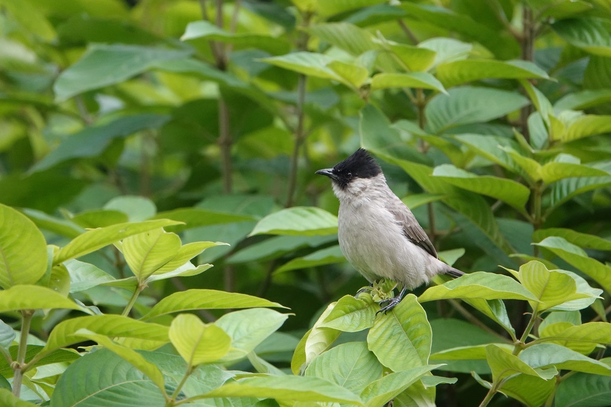 黑喉和白喉红臀鹎