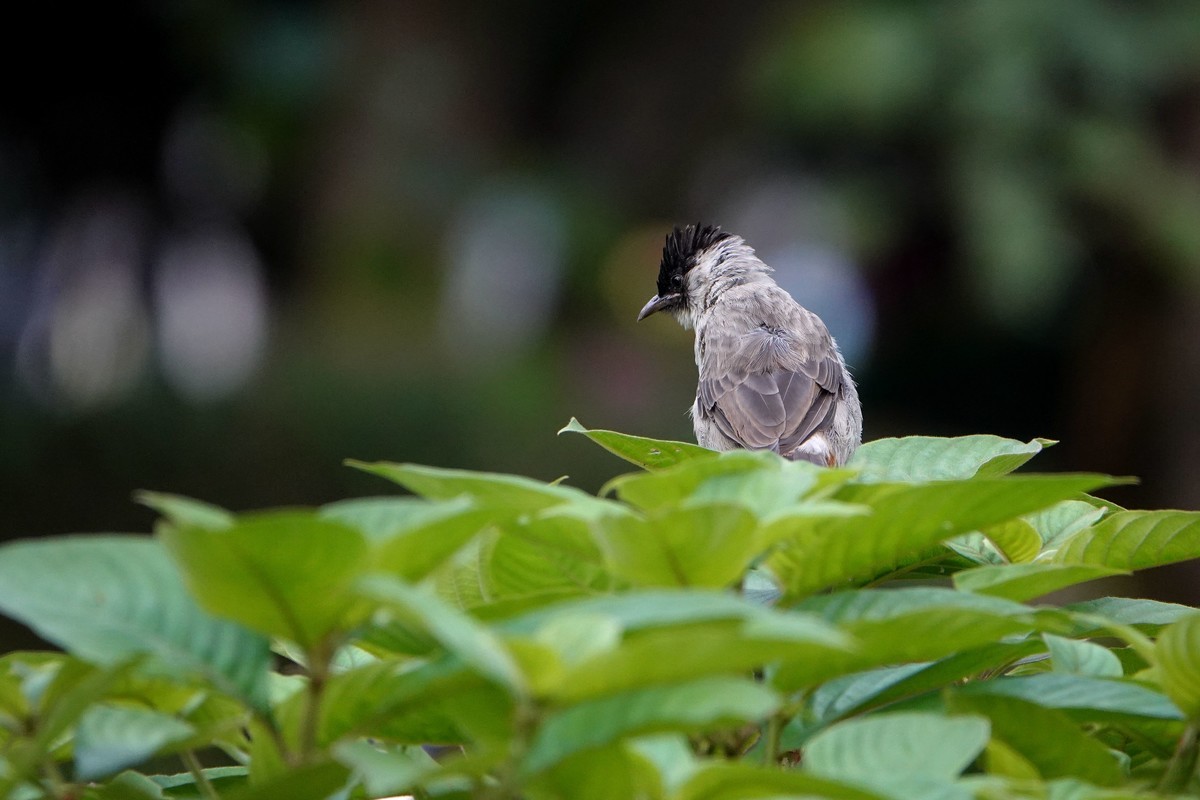 黑喉和白喉红臀鹎