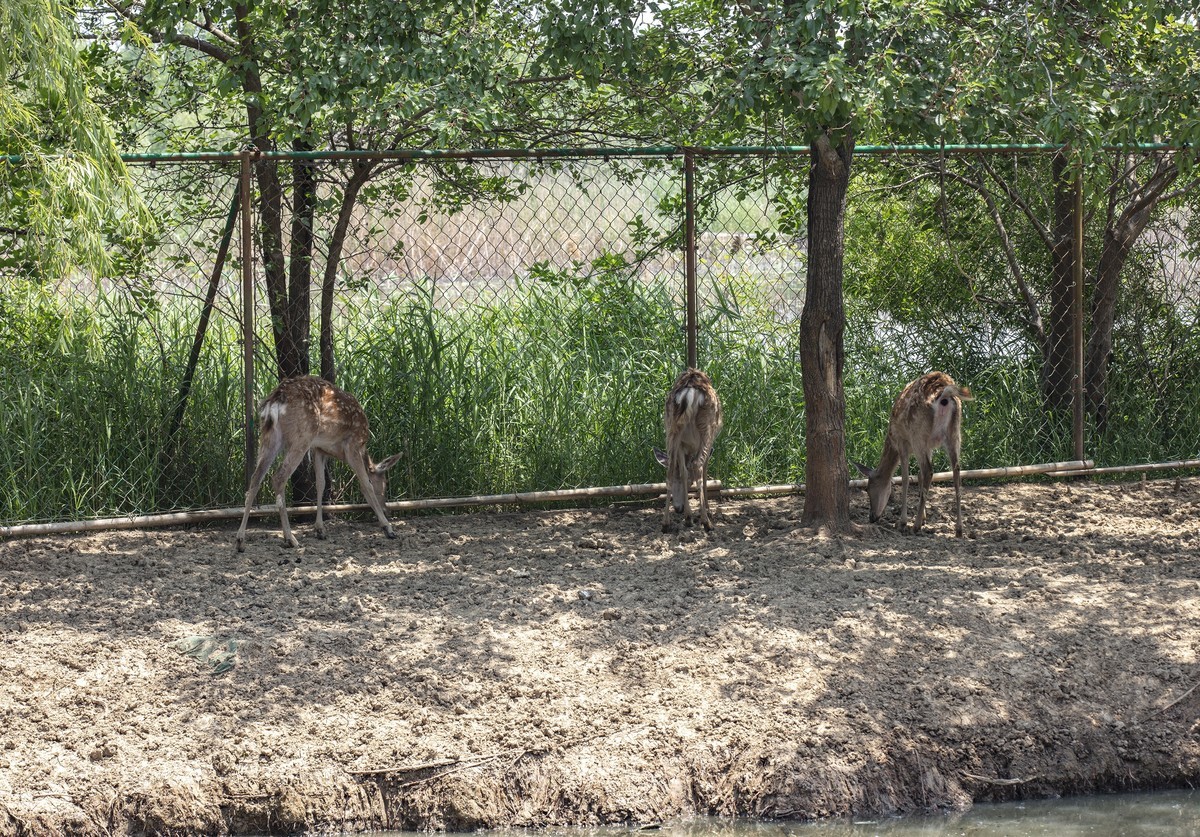 洪泽湖湿地公园4