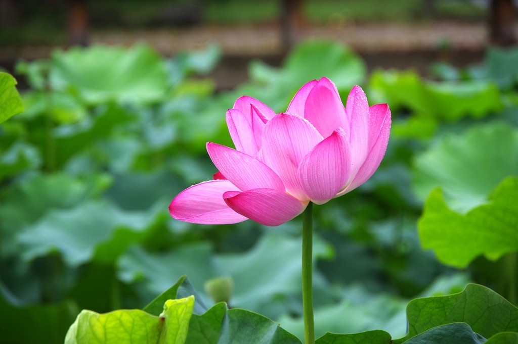 又到一年荷花季