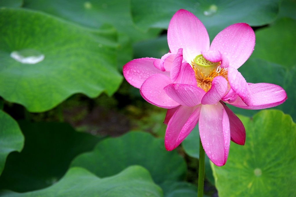 又到一年荷花季