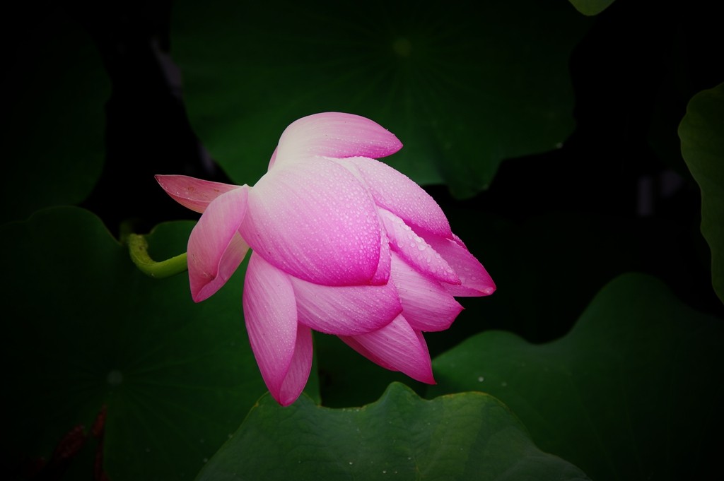 又到一年荷花季