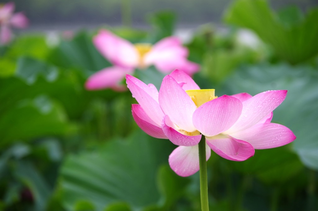 又到一年荷花季