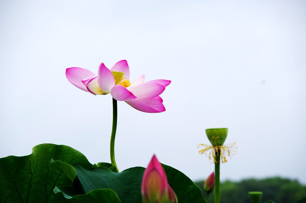 又到一年荷花季