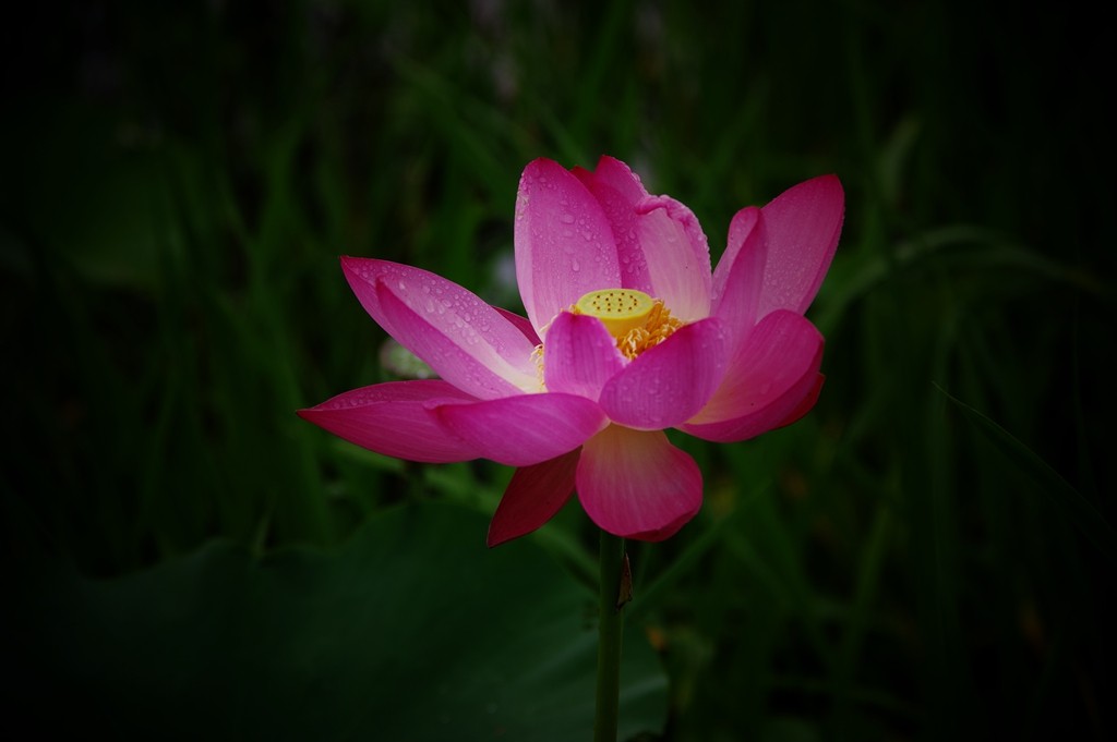 又到一年荷花季