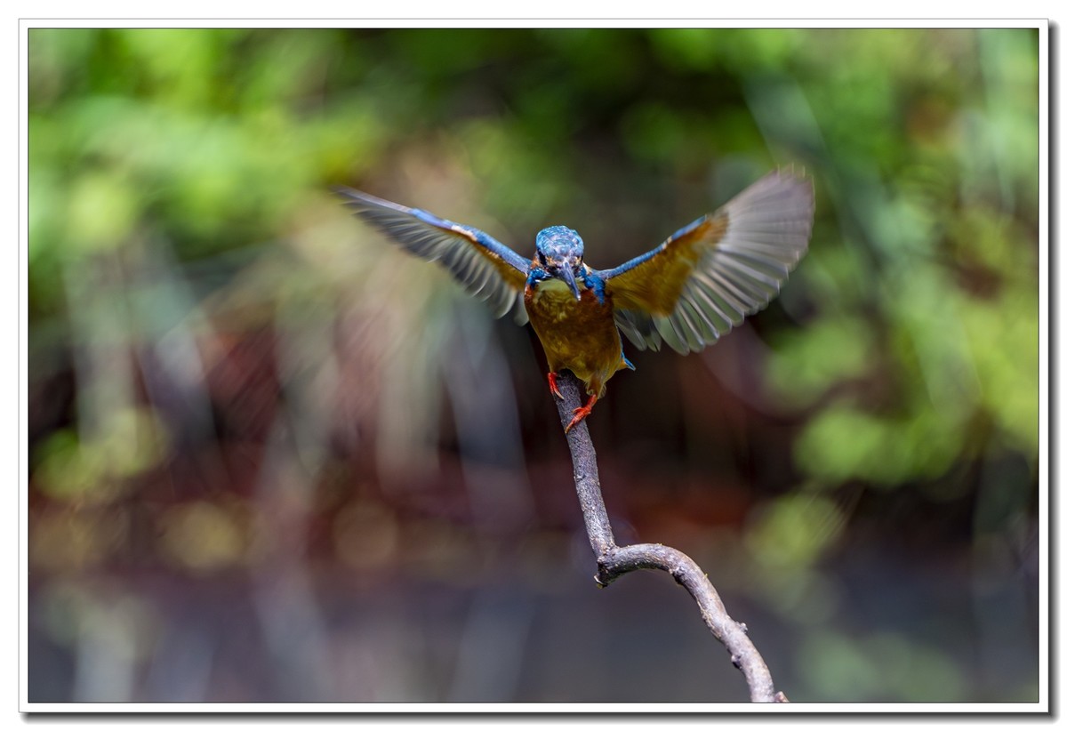 翠鸟与蓝喉太阳鸟