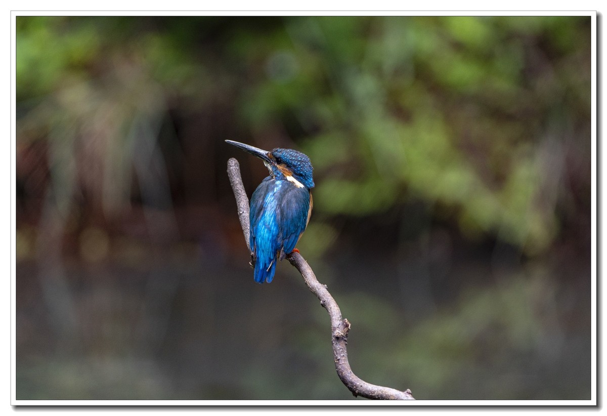 翠鸟与蓝喉太阳鸟