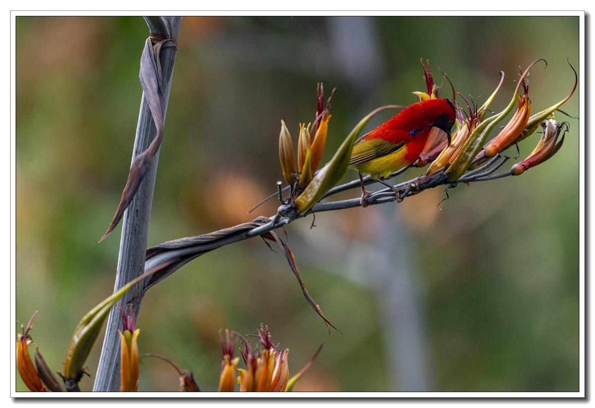 翠鸟与蓝喉太阳鸟