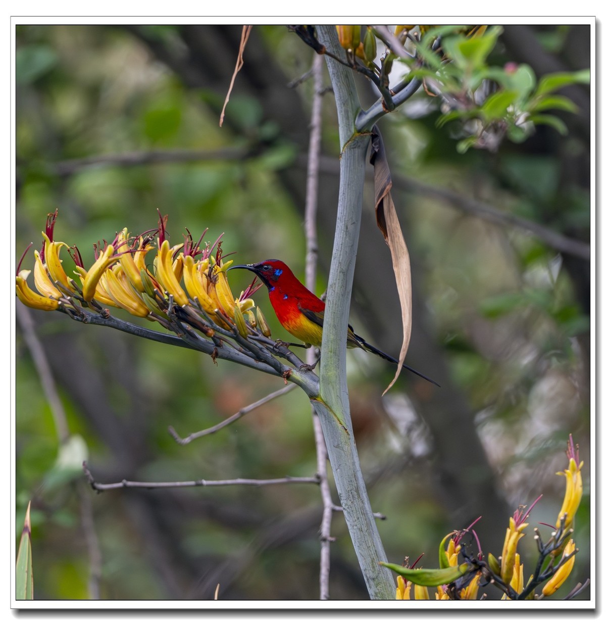 翠鸟与蓝喉太阳鸟