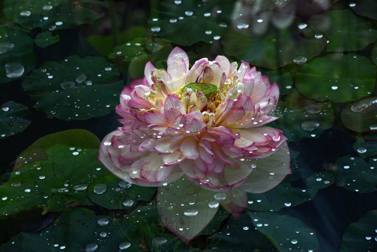 禅语莲心